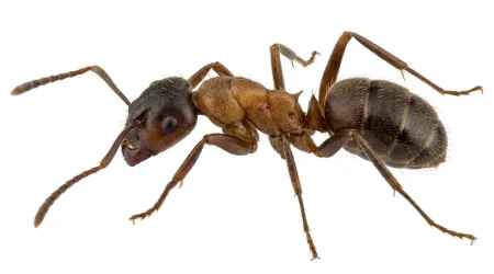Nahaufnahme eines Braune Wegameise (Lasius brunneus) – Detailansicht zur Schädlingserkennung