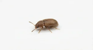 Nahaufnahme eines Brauner Moderkäfer (Cartodere constricta) – Detailansicht zur Schädlingserkennung