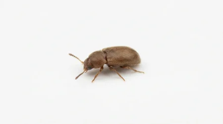 Nahaufnahme eines Brauner Moderkäfer (Cartodere constricta) – Detailansicht zur Schädlingserkennung