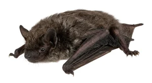Nahaufnahme eines Breitflügelfledermaus (Eptesicus serotinus) – Detailansicht zur Schädlingserkennung