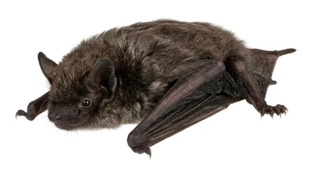 Nahaufnahme eines Breitflügelfledermaus (Eptesicus serotinus) – Detailansicht zur Schädlingserkennung