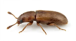 Nahaufnahme eines Breitfüßiger Pilzkäfer (Ahasverus advena) – Detailansicht zur Schädlingserkennung
