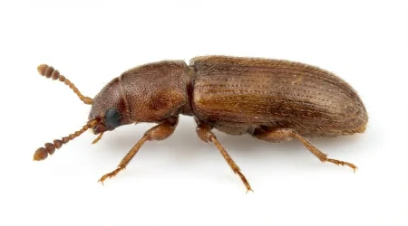 Nahaufnahme eines Breitfüßiger Pilzkäfer (Ahasverus advena) – Detailansicht zur Schädlingserkennung