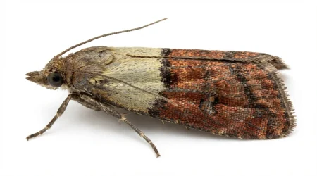 Nahaufnahme eines Brotmotte (Plodia interpunctella) – Detailansicht zur Schädlingserkennung