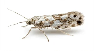 Nahaufnahme eines Citrusminiermotte (Phyllocnistis citrella) – Detailansicht zur Schädlingserkennung