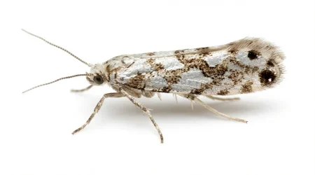 Nahaufnahme eines Citrusminiermotte (Phyllocnistis citrella) – Detailansicht zur Schädlingserkennung