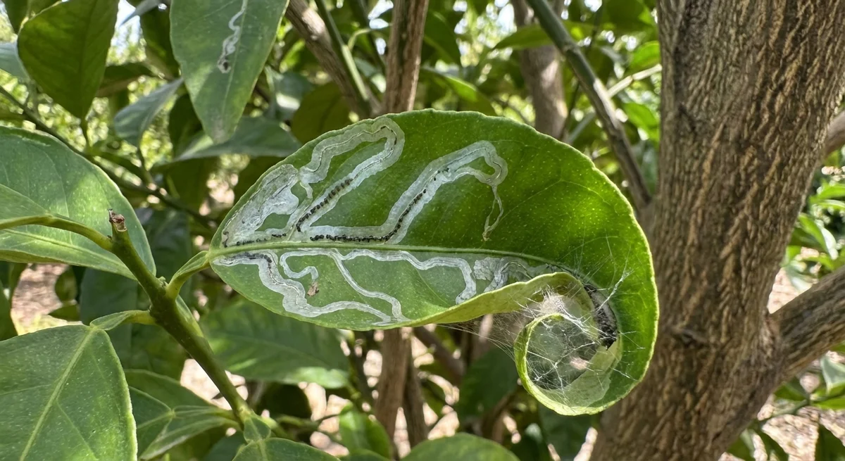 Citrusminiermotte (Phyllocnistis citrella) in typischer Umgebung – Befall erkennen und bekämpfen