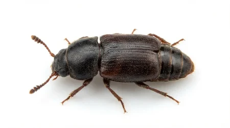 Nahaufnahme eines Dattelkäfer (Carpophilus mutilatus) – Detailansicht zur Schädlingserkennung