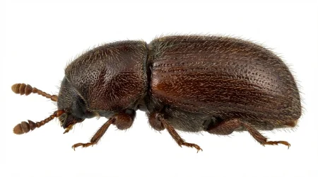 Nahaufnahme eines Dattelkern-Borkenkäfer (Coccotrypes dactyliperda) – Detailansicht zur Schädlingserkennung