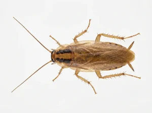 Nahaufnahme eines Deutsche Schabe (Blattella germanica) – Detailansicht zur Schädlingserkennung