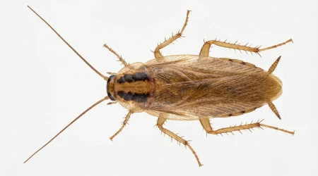 Nahaufnahme eines Deutsche Schabe (Blattella germanica) – Detailansicht zur Schädlingserkennung