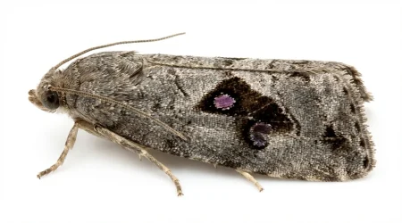 Nahaufnahme eines Esskastanienwickler (Cydia splendana) – Detailansicht zur Schädlingserkennung