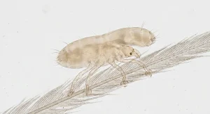 Nahaufnahme eines Federmilbe (Acari: Astigmata) – Detailansicht zur Schädlingserkennung