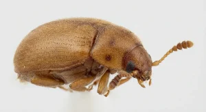 Nahaufnahme eines Behaarter Baumschwammkäfer (Typhaea stercorea) – Detailansicht zur Schädlingserkennung