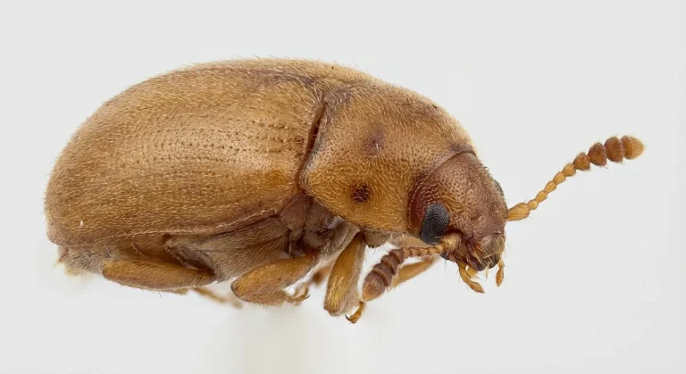 Nahaufnahme eines Behaarter Baumschwammkäfer (Typhaea stercorea) – Detailansicht zur Schädlingserkennung