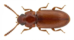 Nahaufnahme eines Getreidelaufkäfer (Cryptolestes turcicus) – Detailansicht zur Schädlingserkennung