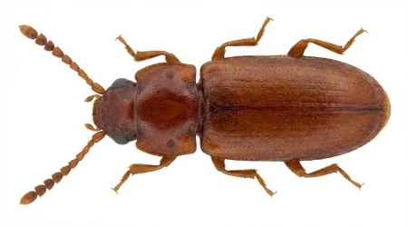 Nahaufnahme eines Getreidelaufkäfer (Cryptolestes turcicus) – Detailansicht zur Schädlingserkennung