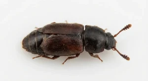 Nahaufnahme eines Getreidesaftkäfer (Carpophilus dimidiatus) – Detailansicht zur Schädlingserkennung