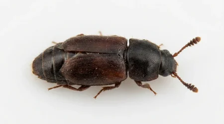 Nahaufnahme eines Getreidesaftkäfer (Carpophilus dimidiatus) – Detailansicht zur Schädlingserkennung