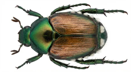 Nahaufnahme eines Japankäfer (Popillia japonica) – Detailansicht zur Schädlingserkennung