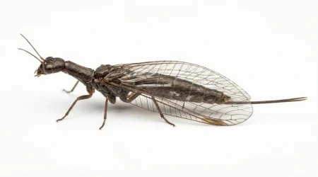 Nahaufnahme eines Kamelhalsfliege (Raphidioptera) – Detailansicht zur Schädlingserkennung