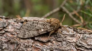 Nahaufnahme eines Kiefernspinner (Dendrolimus pini) – Detailansicht zur Schädlingserkennung