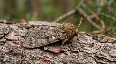 Nahaufnahme eines Kiefernspinner (Dendrolimus pini) – Detailansicht zur Schädlingserkennung