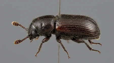Nahaufnahme eines Kleiner Ulmensplintkäfer (Scolytus multistriatus) – Detailansicht zur Schädlingserkennung