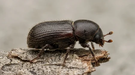 Nahaufnahme eines Kleiner Waldgärtner (Tomicus minor) – Detailansicht zur Schädlingserkennung