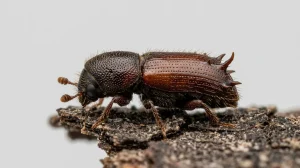 Nahaufnahme eines Krummzähniger Tannenborkenkäfer (Pityokteines curvidens) – Detailansicht zur Schädlingserkennung
