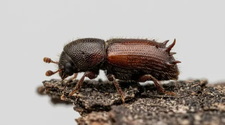 Nahaufnahme eines Krummzähniger Tannenborkenkäfer (Pityokteines curvidens) – Detailansicht zur Schädlingserkennung