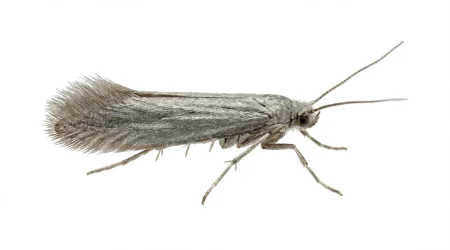 Nahaufnahme eines Lärchenminiermotte (Coleophora laricella) – Detailansicht zur Schädlingserkennung