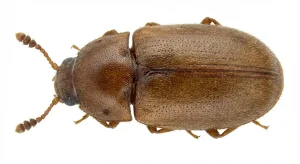 Nahaufnahme eines Moderkäfer (Latridius minutus) – Detailansicht zur Schädlingserkennung