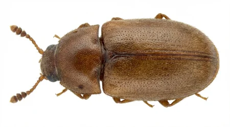 Nahaufnahme eines Moderkäfer (Latridius minutus) – Detailansicht zur Schädlingserkennung