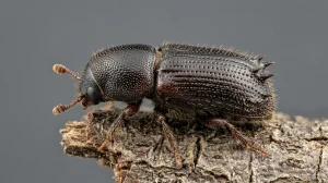 Nahaufnahme eines Nordischer Fichtenborkenkäfer (Ips duplicatus) – Detailansicht zur Schädlingserkennung