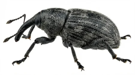 Nahaufnahme eines Rapsstängelrüssler (Ceutorhynchus napi) – Detailansicht zur Schädlingserkennung