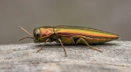 Nahaufnahme eines Rosenprachtkäfer (Agrilus cuprescens) – Detailansicht zur Schädlingserkennung