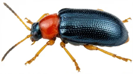 Nahaufnahme eines Rothalsiges Getreidehähnchen (Oulema melanopus) – Detailansicht zur Schädlingserkennung