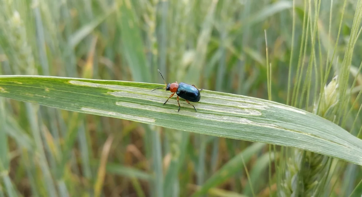 Rothalsiges Getreidehähnchen (Oulema melanopus) in typischer Umgebung – Befall erkennen und bekämpfen