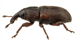 Nahaufnahme eines Schmalrüssler (Caulophilus oryzae) – Detailansicht zur Schädlingserkennung