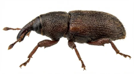 Nahaufnahme eines Schmalrüssler (Caulophilus oryzae) – Detailansicht zur Schädlingserkennung