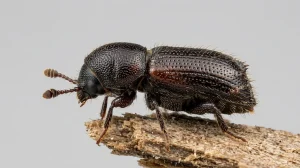 Nahaufnahme eines Schwarzer Nutzholzborkenkäfer (Xyleborinus saxesenii) – Detailansicht zur Schädlingserkennung