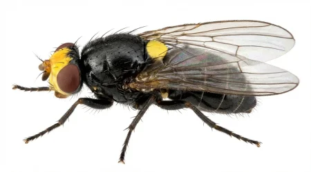 Nahaufnahme eines Tomatenminierfliege (Liriomyza bryoniae) – Detailansicht zur Schädlingserkennung