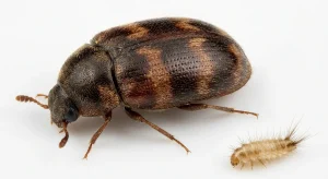 Nahaufnahme eines Tropischer Lagerkäfer (Trogoderma variabile) – Detailansicht zur Schädlingserkennung