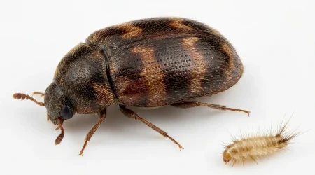 Nahaufnahme eines Tropischer Lagerkäfer (Trogoderma variabile) – Detailansicht zur Schädlingserkennung