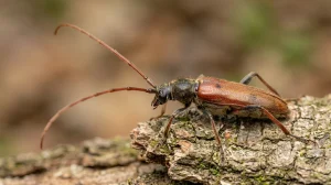 Nahaufnahme eines Veränderlicher Scheibenbock (Phymatodes testaceus) – Detailansicht zur Schädlingserkennung