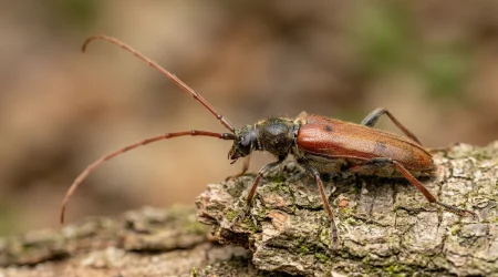 Nahaufnahme eines Veränderlicher Scheibenbock (Phymatodes testaceus) – Detailansicht zur Schädlingserkennung