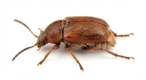 Nahaufnahme eines Vierpunktiger Bohnenkäfer (Callosobruchus chinensis) – Detailansicht zur Schädlingserkennung