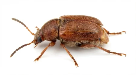 Nahaufnahme eines Vierpunktiger Bohnenkäfer (Callosobruchus chinensis) – Detailansicht zur Schädlingserkennung