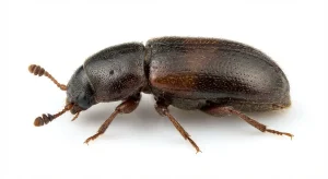 Nahaufnahme eines Weizenblütenkäfer (Carpophilus freemani) – Detailansicht zur Schädlingserkennung